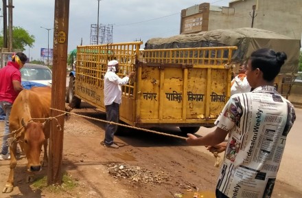  निगम क्षेत्र में आवारा घूमने वाले मवेशियों की हुई धरपकड़, भिलाई निगम ने चलाया आवारा पशुओ को पकड़ने का अभियान, नेशनल हाईवे सहित मुख्य सड़कों से पकड़े गए आवारा पशु