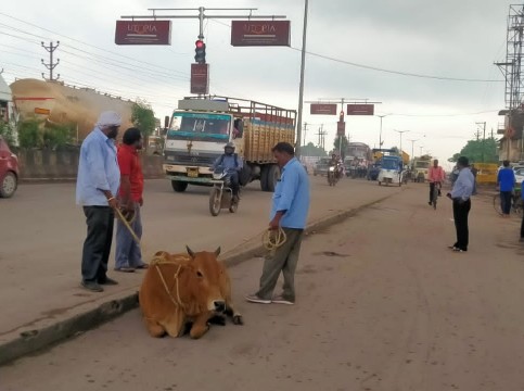  निगम क्षेत्र में घूमने वाले मवेशियों की हुई धरपकड़, भिलाई निगम ने चलाया आवारा पशुओ को पकड़ने रोका छेका अभियान, नेशनल हाईवे सहित मुख्य सड़कों से पकड़े गए आवारा पशु