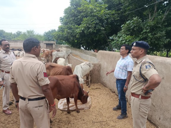  अवैध रूप से तस्करी करके कत्ल खाना ले जाने की तैयारी कर रहे गौ तस्करों पर पुलिस की दबिश, 74 नग मवेशियों को रेस्क्यू कर बचाया