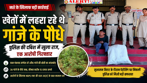  खेतों के बीच छिपाकर उगाए जा रहे थे गांजे के पौधे, पुलिस की रेड में खुला राज; 36 पौधे जब्त, आरोपी गिरफ्तार